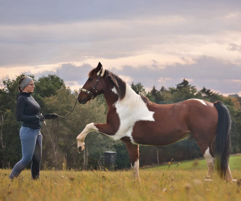 Lehrgänge & Kurse mit Pferd