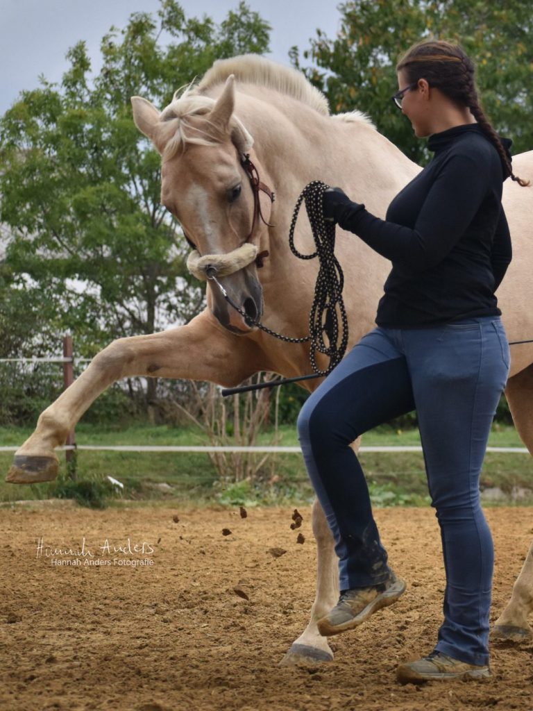 Kurse mit Pferd